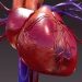 Vascular Causes of Heart Disease – Oren Zarif