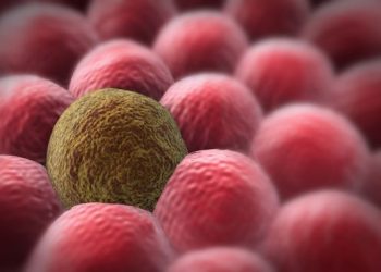 oren zarif price | oren zarif review | oren zarif costs