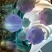 Kidney Cancer Treatment – Oren Zarif