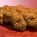 How to Recognize a Cancer White Spot on Skin – Oren Zarif