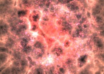 Cancer Stem Cells – Oren Zarif