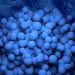 Testicular Cancer and Testicles – Oren Zarif
