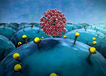 Basal Cancer Cells in a UC Xenograft Model – Oren Zarif