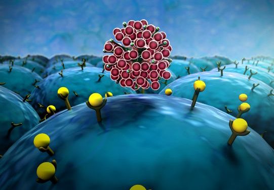Basal Cancer Cells in a UC Xenograft Model – Oren Zarif