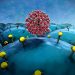 Basal Cancer Cells in a UC Xenograft Model – Oren Zarif