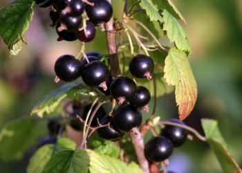 Why is it Good to Eat Currants?