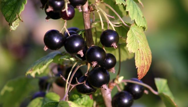 Why is it Good to Eat Currants?