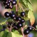 Why is it Good to Eat Currants?