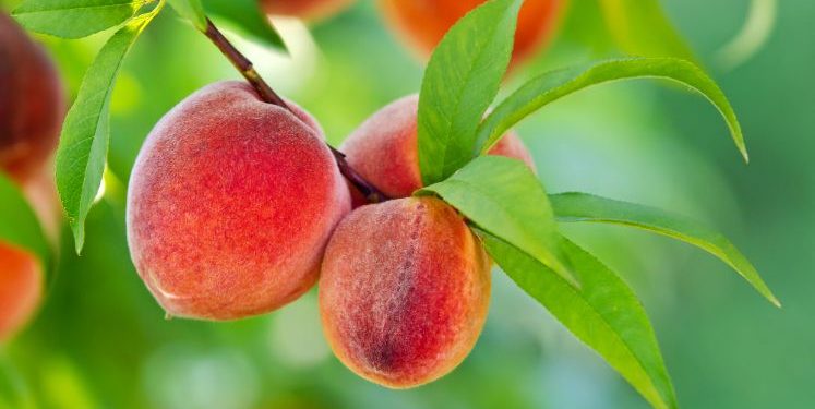 Why is it Good to Eat Peaches?