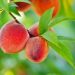 Why is it Good to Eat Peaches?