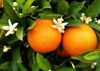 Why is it Good to Eat Oranges?