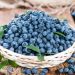 Why is it Good to Eat Blueberries?