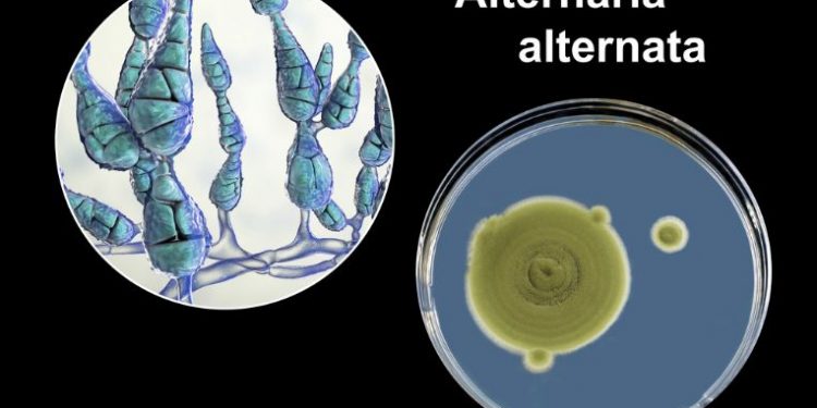 Alternaria Symptoms