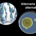 Alternaria Symptoms