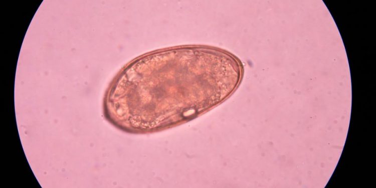 Schistosomiasis Treatments