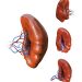 Pruritus Anis Symptoms