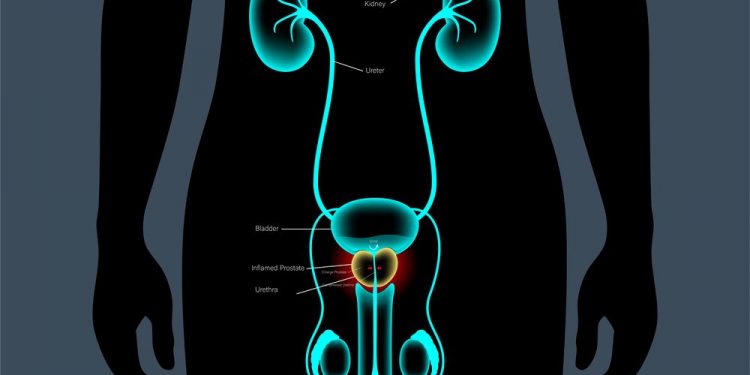 Undescended Testicle Symptoms