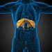 Diaphragm Paralysis Symptoms