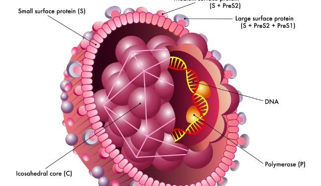 Viral Hepatitis