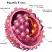 Viral Hepatitis