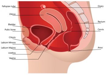 Vestibulitis Symptoms