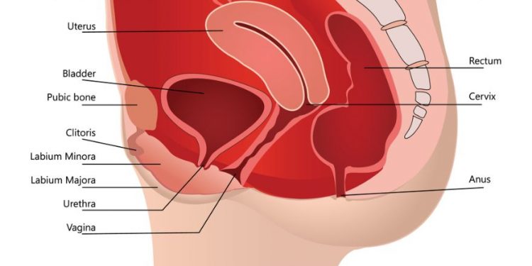 Vestibulitis Symptoms