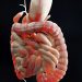 Intestinal Obstruction – Ileus Symptoms