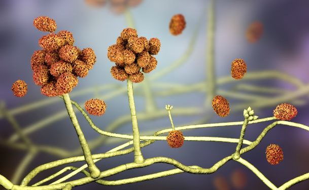 Toxiblastic Diseases Symptoms