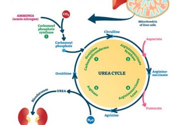 Urea Cycle Disorders Symptoms