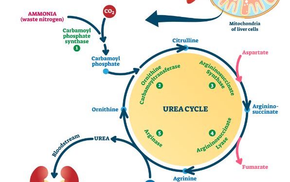 Urea Cycle Disorders Symptoms