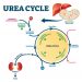 Urea Cycle Disorders Symptoms