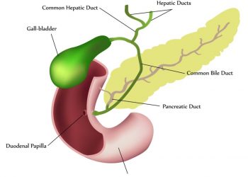 What is a Gall Bladder?