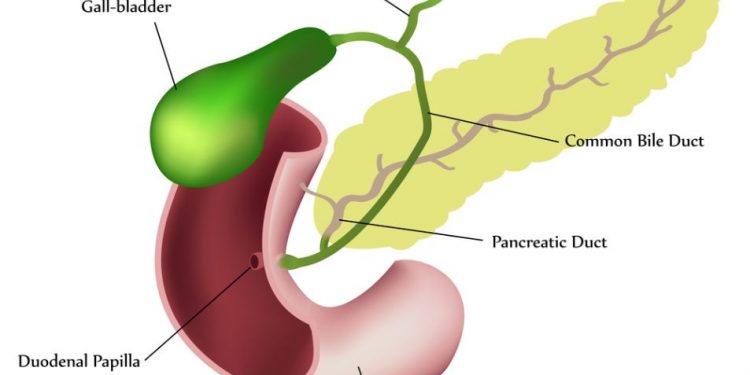 What is a Gall Bladder?