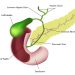 What is a Gall Bladder?