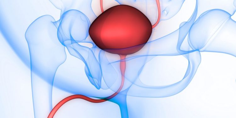 What You Should Know About the Male Prostate