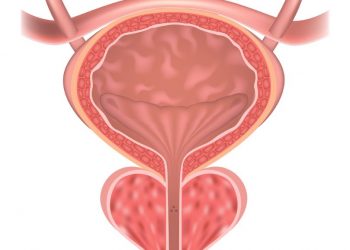 What is the Prostate Glands?
