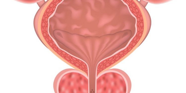 What is the Prostate Glands?