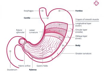 What is the Cardia of the Stomach?