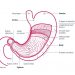 What is the Cardia of the Stomach?