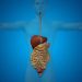The Esophagus