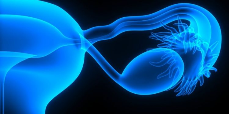 What is the Uterine Lining?