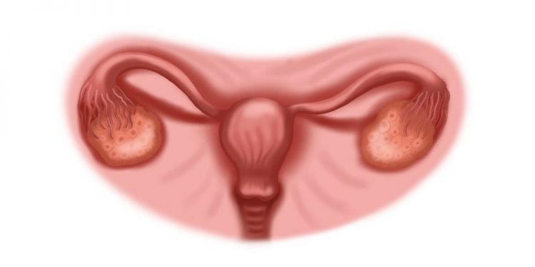 The Uterine Tube
