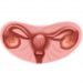The Uterine Tube