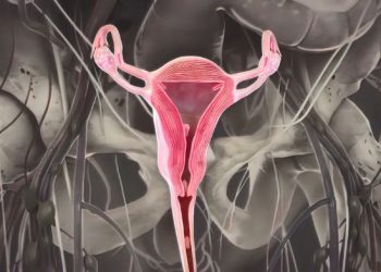 What is the Uterine Cervix?