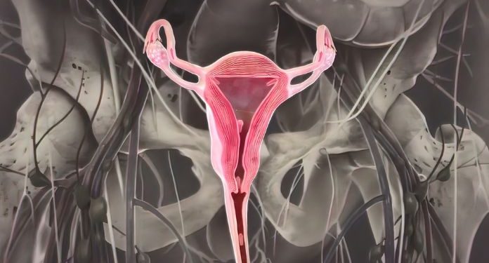 What is the Uterine Cervix?