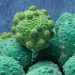 What is Metastasis Meaning?