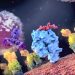 How a Cell Transplant Works