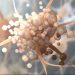 Mycosis Fungoides